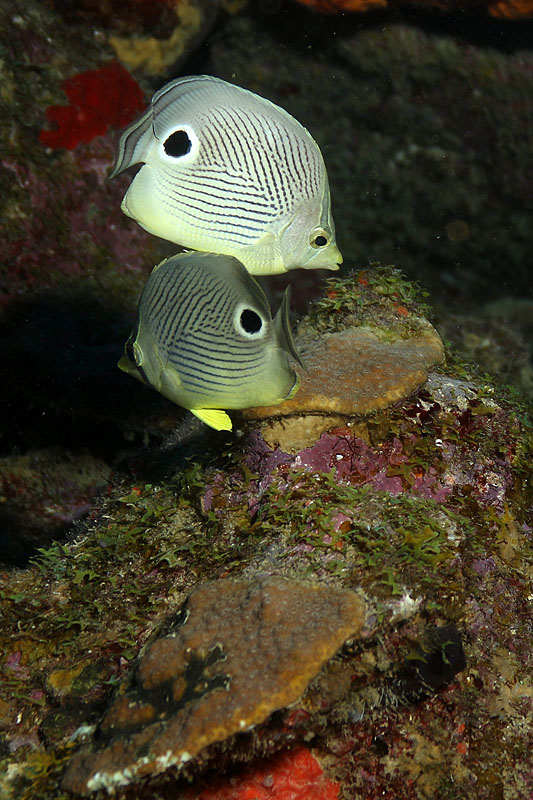 Réserve Cousteau