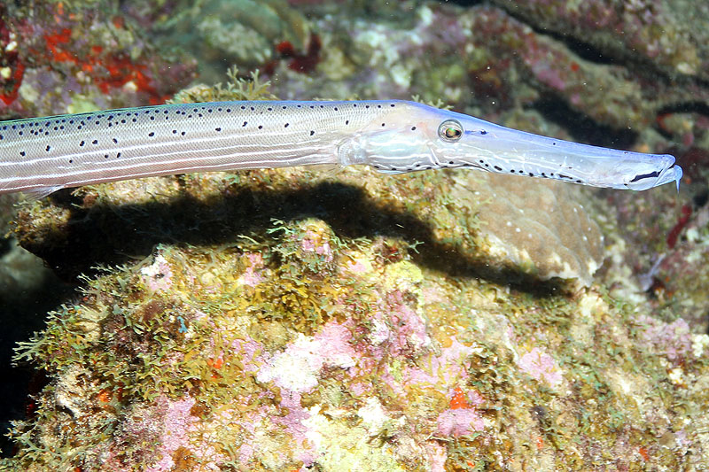 Réserve Cousteau