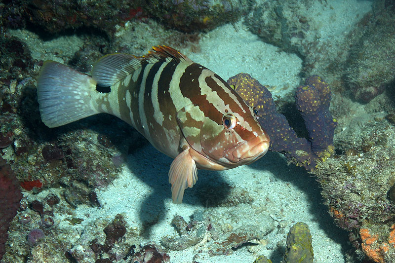 Réserve Cousteau