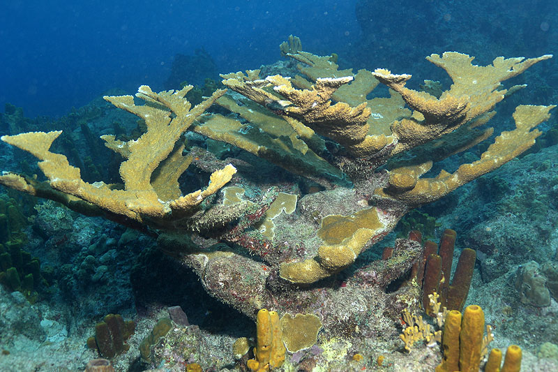 Réserve Cousteau