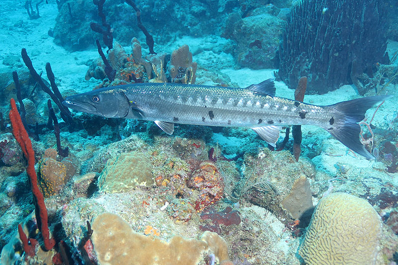 Réserve Cousteau