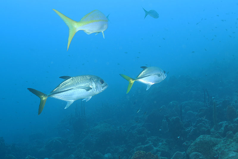 Réserve Cousteau