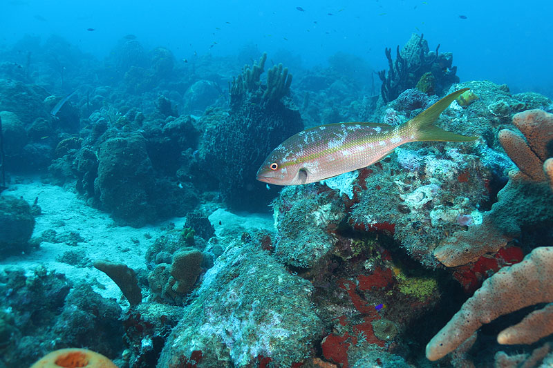 Réserve Cousteau