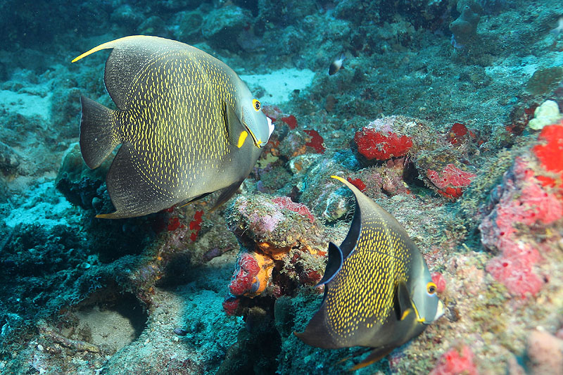 Réserve Cousteau