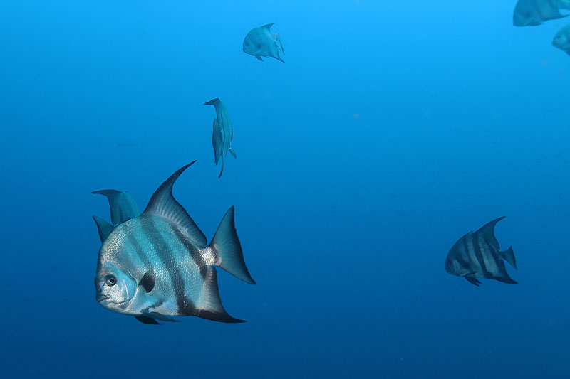 Réserve Cousteau