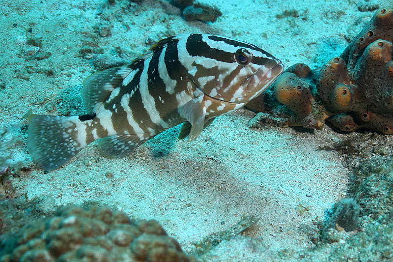 Réserve Cousteau