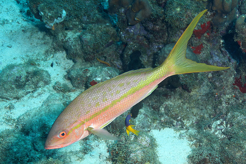 Réserve Cousteau