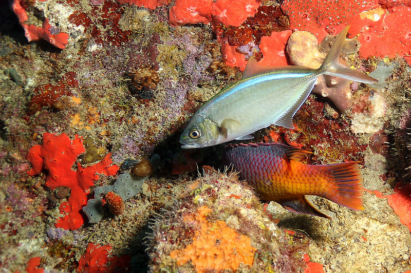 Réserve Cousteau