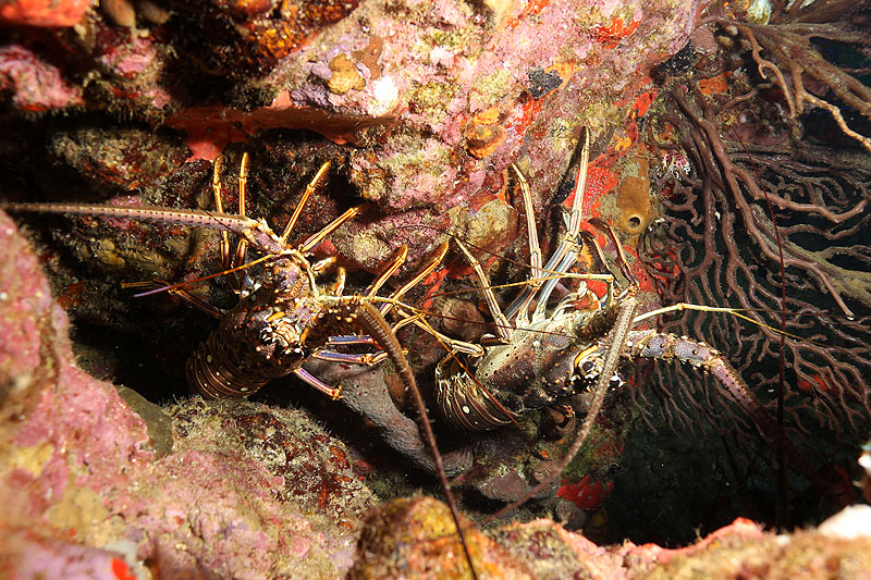 Réserve Cousteau