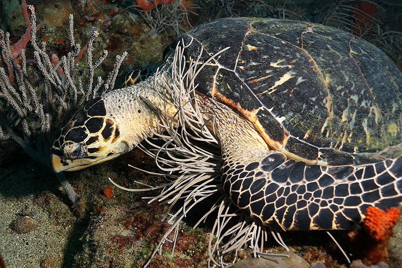 Réserve Cousteau