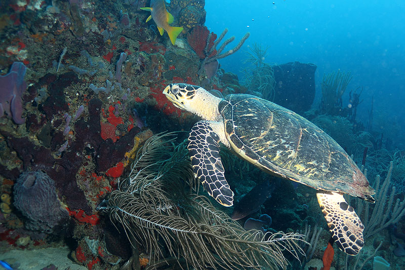 Réserve Cousteau