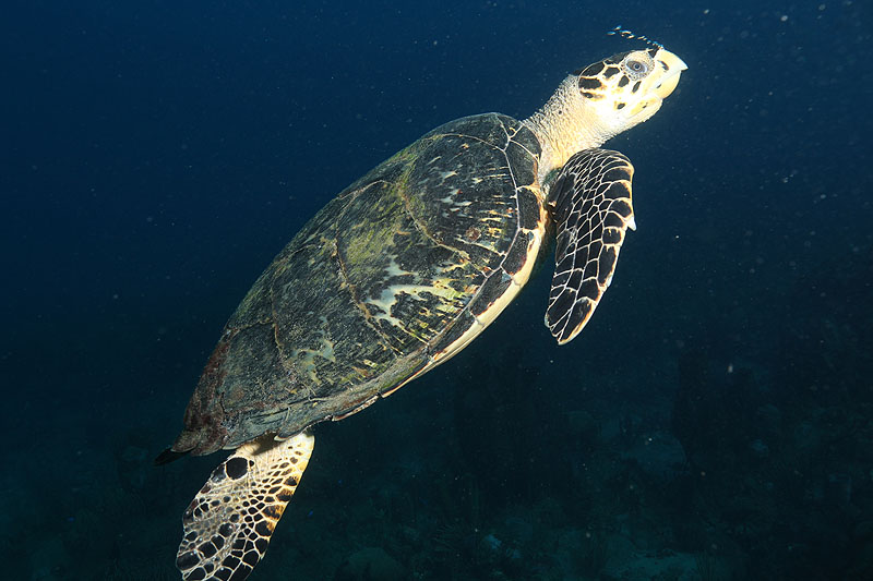 Réserve Cousteau