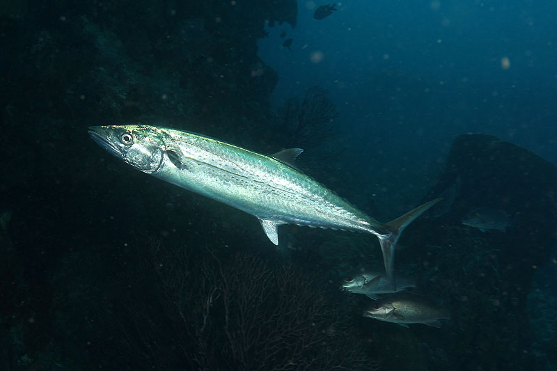 Réserve Cousteau