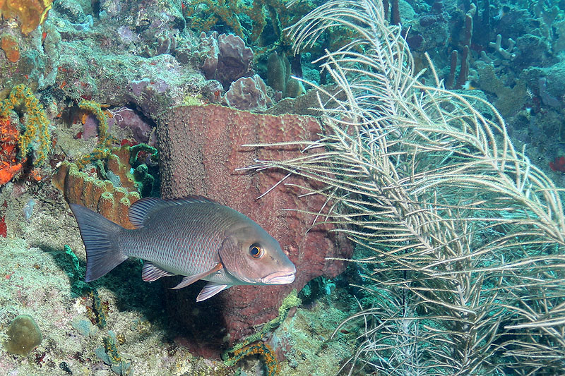 Réserve Cousteau