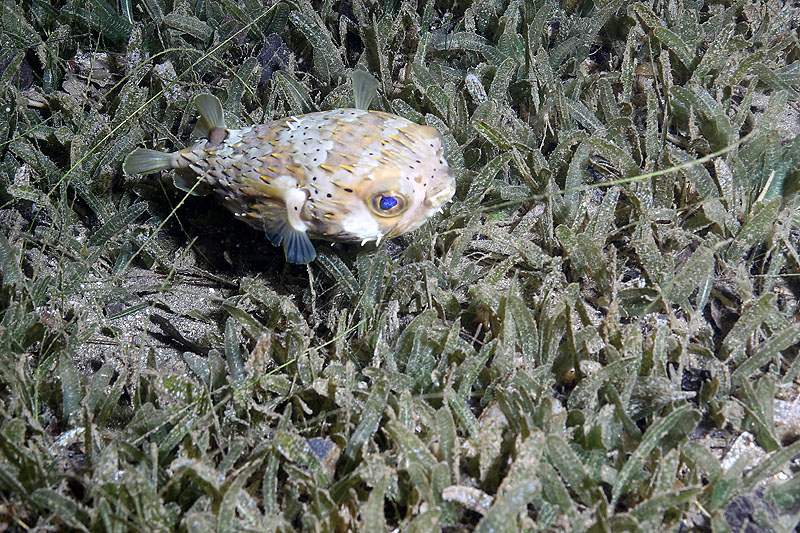 Réserve Cousteau