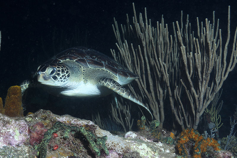 Réserve Cousteau