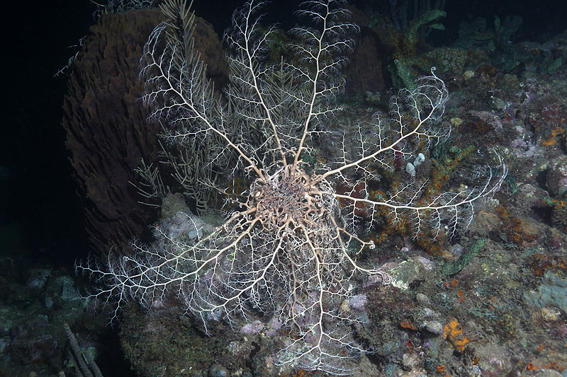 Réserve Cousteau