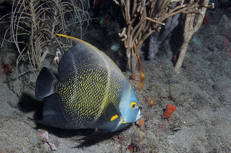 Réserve Cousteau