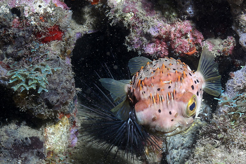 Réserve Cousteau