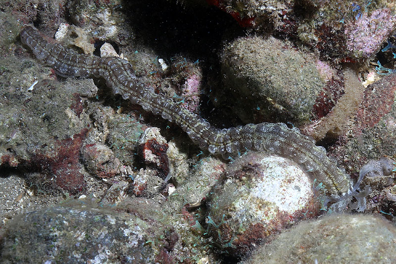 Réserve Cousteau
