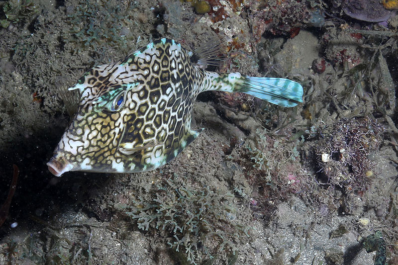 Réserve Cousteau