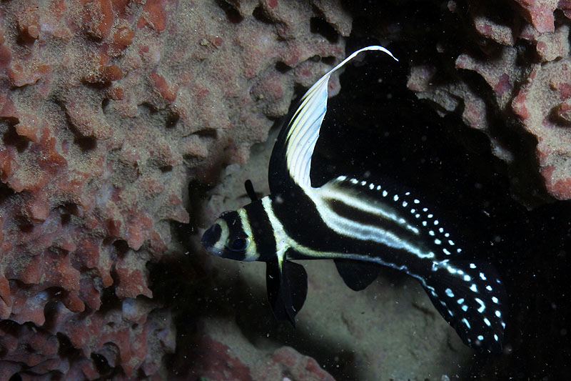 Réserve Cousteau