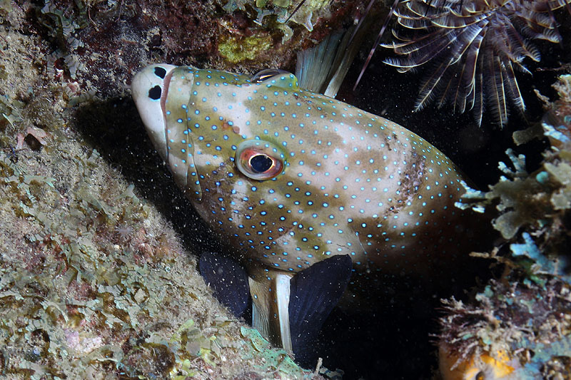 Réserve Cousteau
