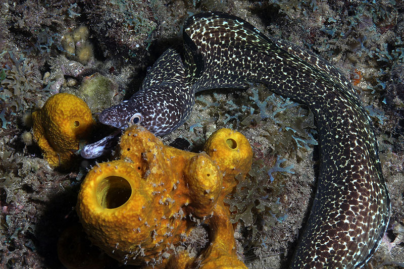 Réserve Cousteau