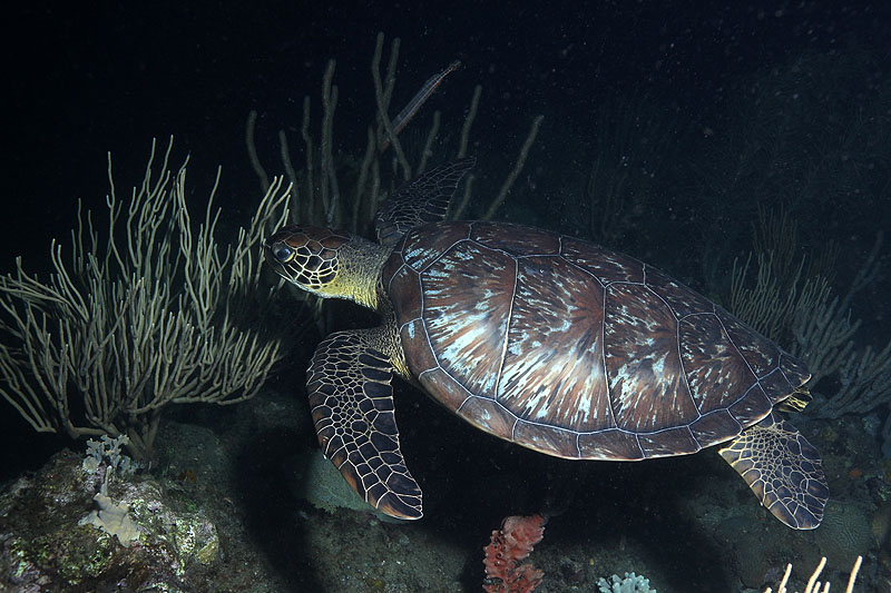 Réserve Cousteau