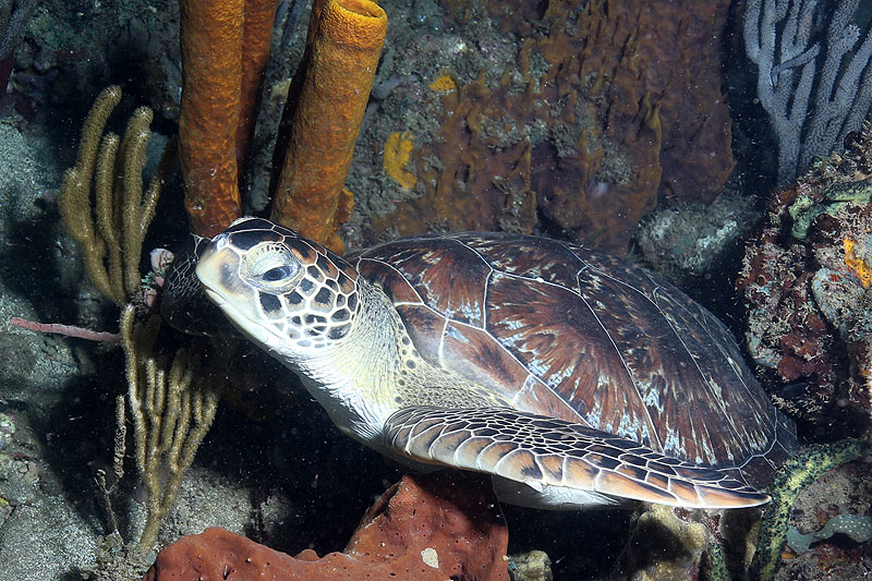 Réserve Cousteau
