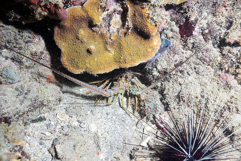 Réserve Cousteau