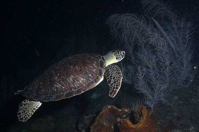 Réserve Cousteau