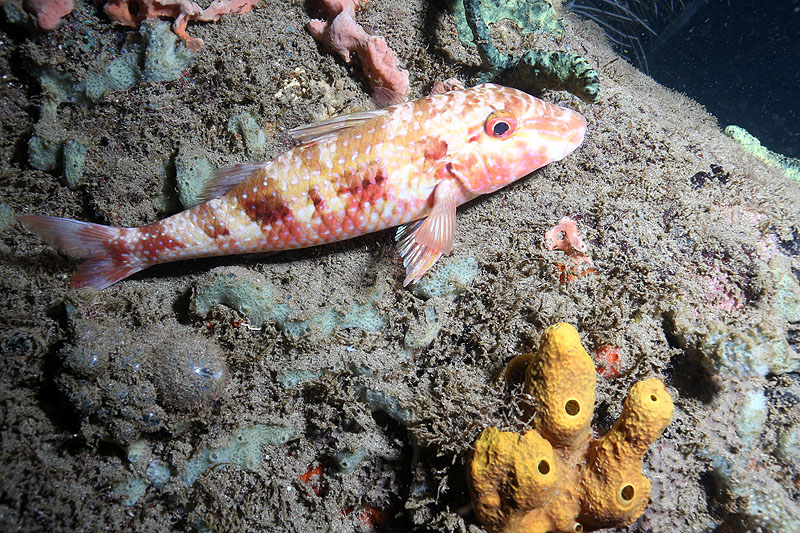Réserve Cousteau