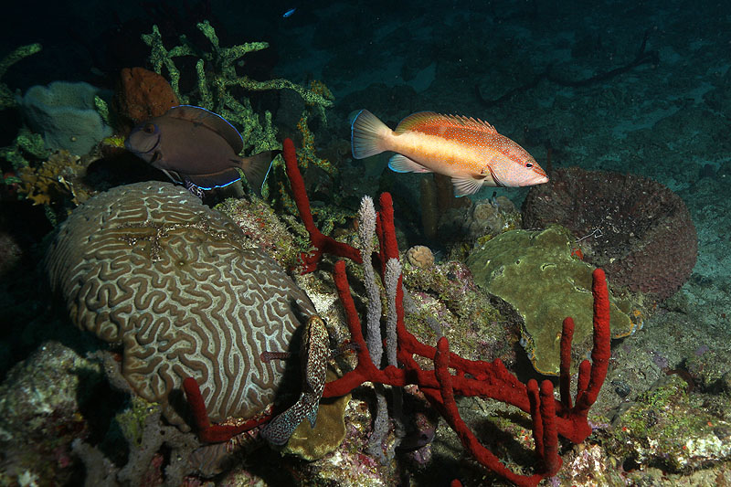 Réserve Cousteau