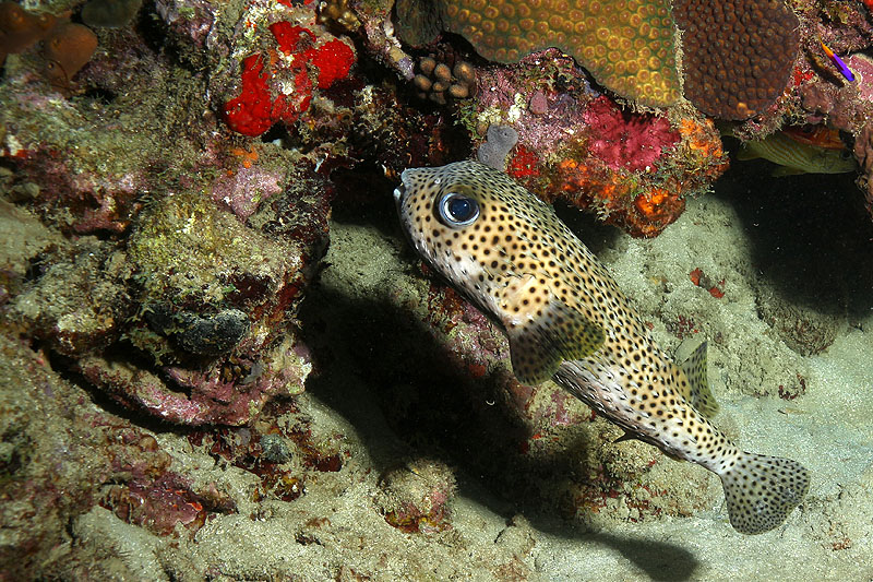 Réserve Cousteau