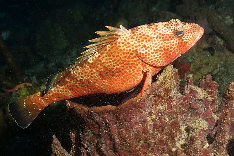 Réserve Cousteau