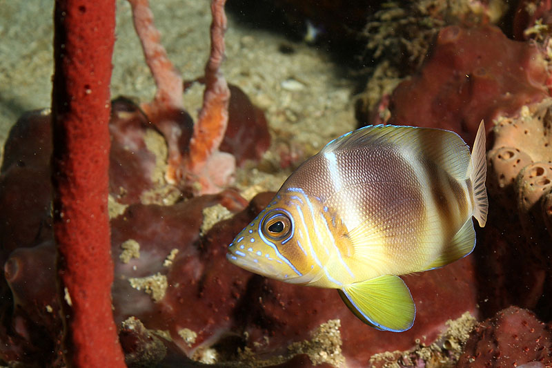 Réserve Cousteau