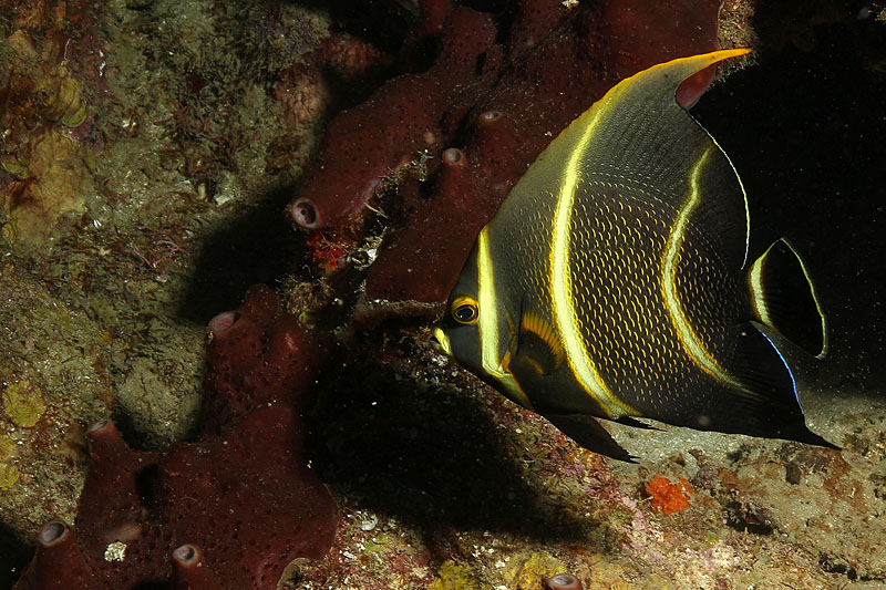 Réserve Cousteau