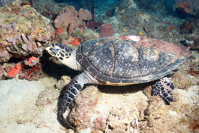 Réserve Cousteau
