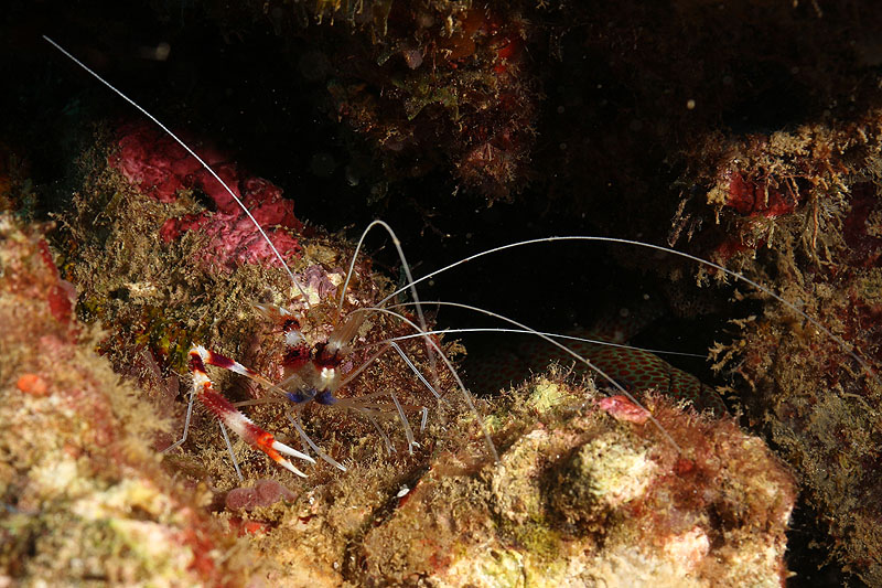 Réserve Cousteau