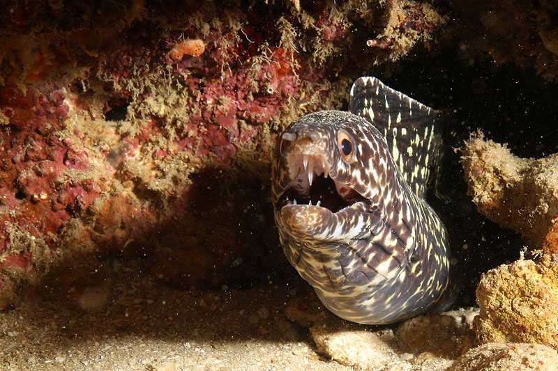 Réserve Cousteau