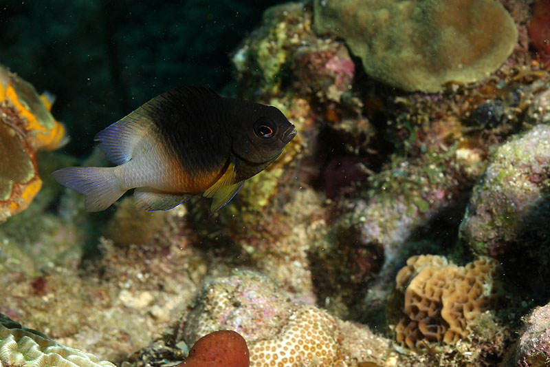 Réserve Cousteau