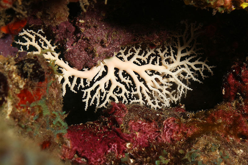 Réserve Cousteau