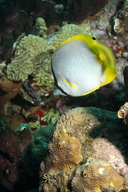 Réserve Cousteau