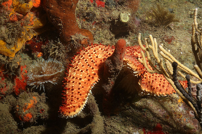 Réserve Cousteau