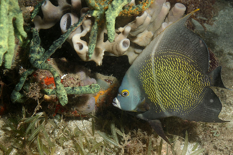 Réserve Cousteau