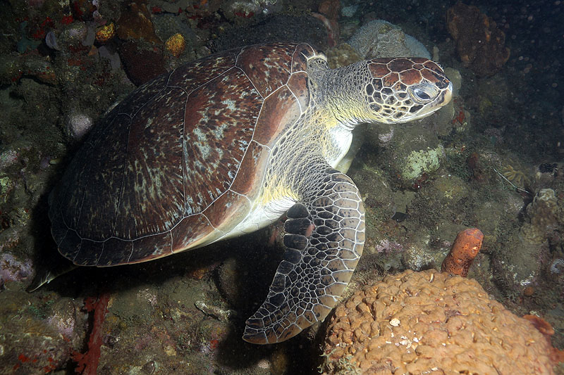 Réserve Cousteau