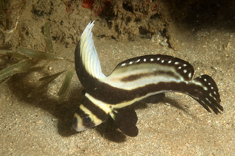 Réserve Cousteau