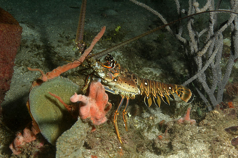 Réserve Cousteau