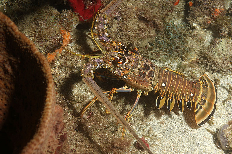 Réserve Cousteau